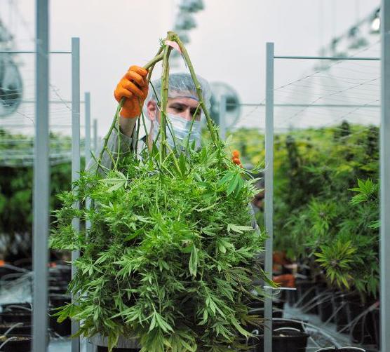 Jordan Sinclair from Canopy Growth Corporation, Industrial Hemp Podcast, episode nineteen